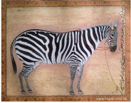 Zebra