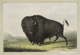 Buffeltjurbete