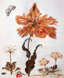 En papegojtulpan, Auriculas och röda vinbär, med en skatfjäril,