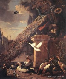 Påfåglar och ankor