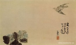 En liten gök över en hortensia (Haiga)