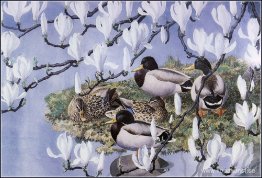 Gräsänder Och Magnolior