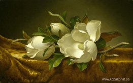 Magnolior på guld sammetstyg