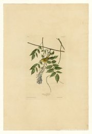 Tallrik 95 Gulsångare