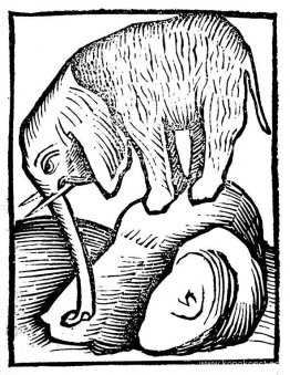 Elefant i Hortus sanitatis