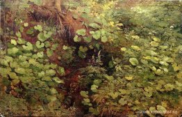 Tussilago