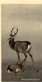 Stag and Recumbent Doe