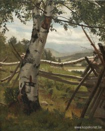 Sommarlandskap med björk