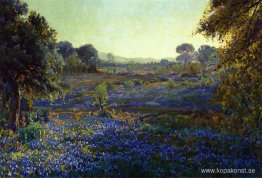 Bluebonnets på sen eftermiddag, nära La Grange