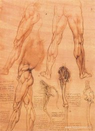 Studier av ben på människan och ben på en häst