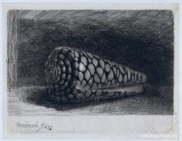 Skalet 'Conus Marmoreus'