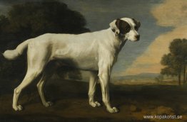 Viscount Gormanstons vita hund