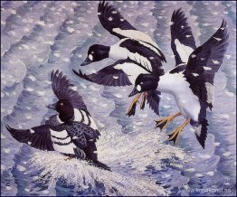 Goldeneye i en snöstorm