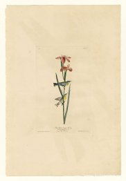 Tallrik 15. Blå Gulryggig sångare