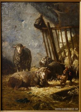 Får i Manger