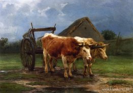 Oxar som drar en vagn