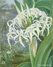Ett Bornean Crinum