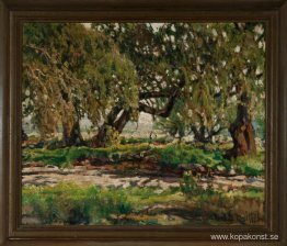 Edge of the Oak Grove