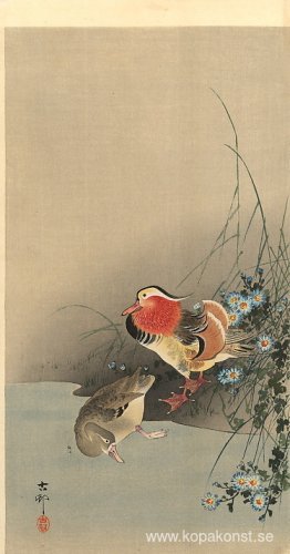 Mandarin ankor