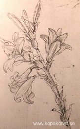 Ritning av liljor, för en tillkännagivande