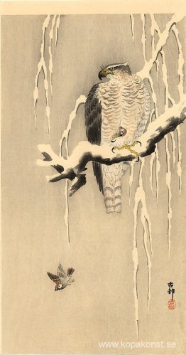 Goshawk på snöig gren