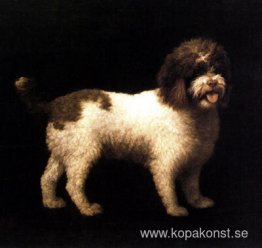 En vattenspaniel