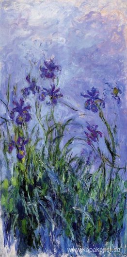 Lila iris