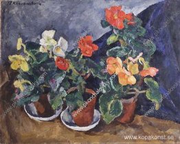 Begonia