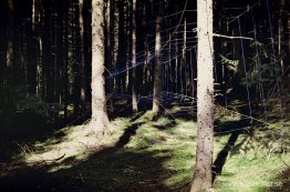Efemeriskt nät (Deia Forest)
