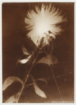 Namnlös [blomma]