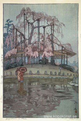 Yozakura i regn