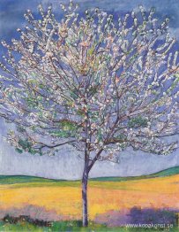 Körsbärsträd i blom