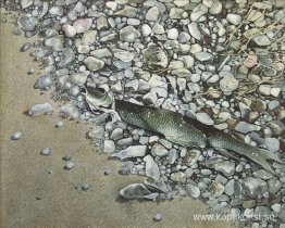 Fisk och stenar