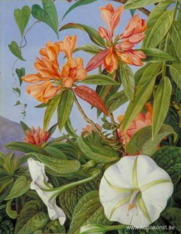 En Javan Rhododendron och Ipomoea