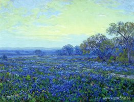 Fält av Bluebonnets under molnig himmel