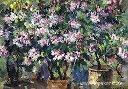 Syrener
