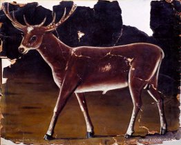 Rådjur