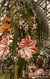 Orkidéer, liljor, palmer