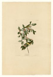 Tallrik 89 Nashville sångare