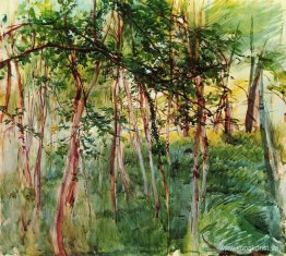 Träd i Bois de Boulogne