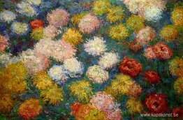 Krysantemum