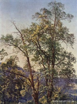 Olivträd