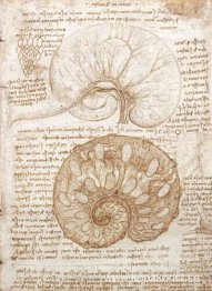 Ritning av livmodern på en gravid ko