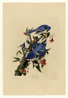 Tallrik 102 Blue Jay