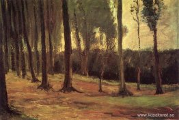Edge of a Wood