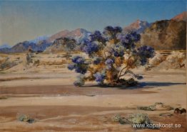 Smoketree