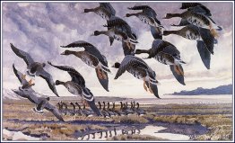 Avstigning Whitefronts