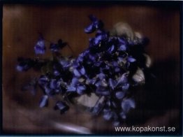 Violer