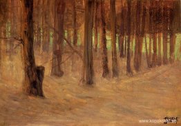 Skog med solbelyst glänta i bakgrunden