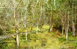 Spring Woods